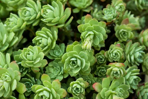 Succulents 4K Wallpaper · flowers · 3840×2560