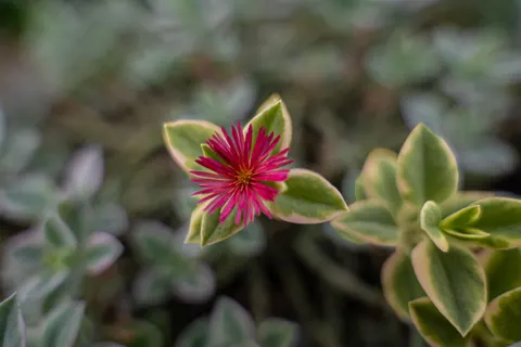 Succulents 4K Wallpaper · flowers · 3840×2560