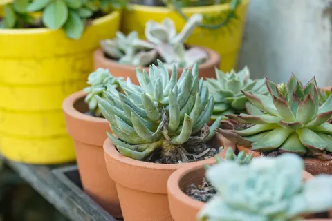 Succulents 4K Wallpaper · flowers · 3840×2560
