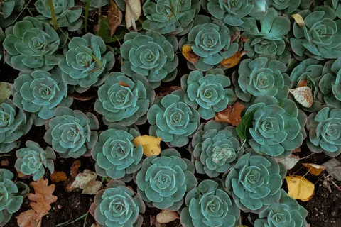 Succulents 4K Wallpaper · flowers · 3840×2560