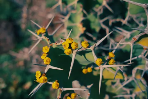 Succulents 4K Wallpaper · flowers · 3840×2560
