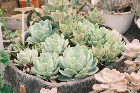 Succulents 4K Wallpaper · flowers · 3840×2560