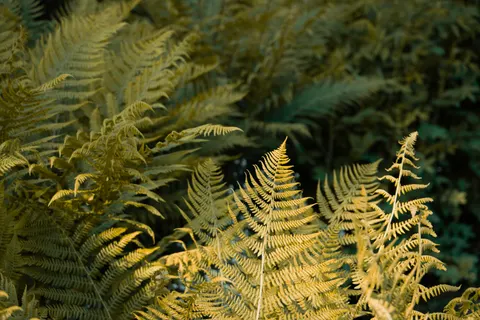 Fern Leaf 4K Wallpaper · flowers · 3840×2560