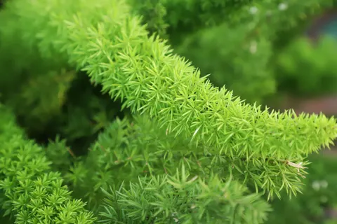 Fern Leaf 4K Wallpaper · flowers · 3840×2560