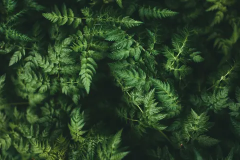Fern Leaf 4K Wallpaper · flowers · 3840×2560