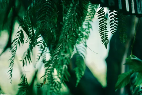 Fern Leaf 4K Wallpaper · flowers · 3840×2561