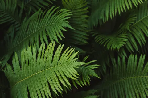 Fern Leaf 4K Wallpaper · flowers · 3840×2560