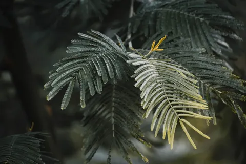 Fern Leaf 4K Wallpaper · flowers · 3840×2560