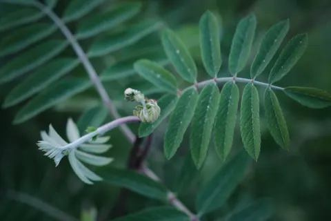 Fern Leaf 4K Wallpaper · flowers · 3840×2560