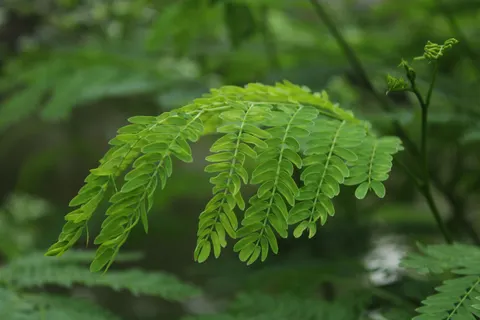 Fern Leaf 4K Wallpaper · flowers · 3840×2560