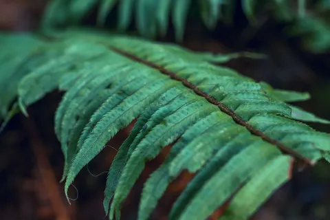 Fern Leaf 4K Wallpaper · flowers · 3840×2560