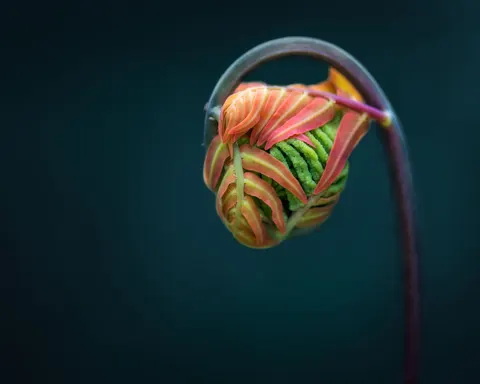 Fern Leaf 4K Wallpaper · flowers · 3840×3072