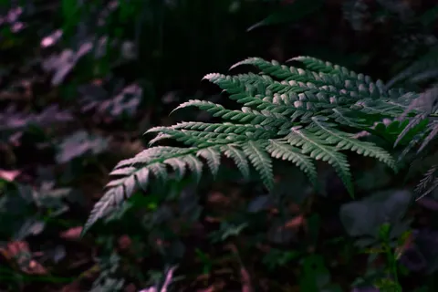 Fern Leaf 4K Wallpaper · flowers · 3840×2560