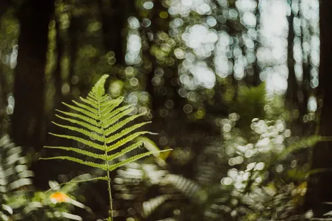 Fern Leaf 4K Wallpaper · flowers · 3840×2560