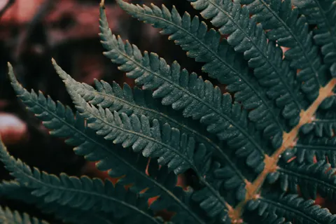 Fern Leaf 4K Wallpaper · flowers · 3840×2560