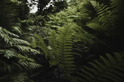 Fern Leaf 4K Wallpaper · flowers · 3840×2560