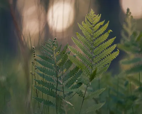 Fern Leaf 4K Wallpaper · flowers · 3840×3072