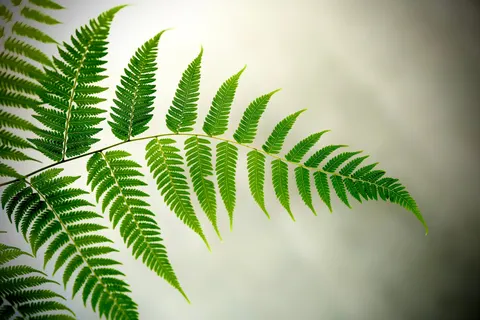 Fern Leaf 4K Wallpaper · flowers · 3840×2560