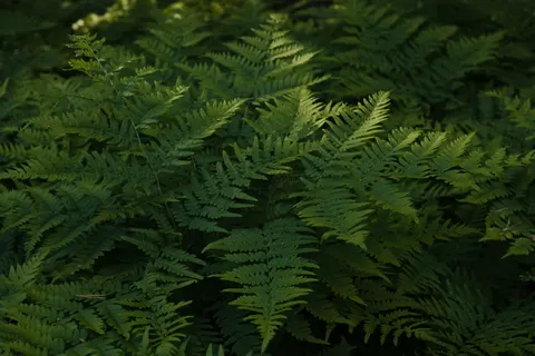 Fern Leaf 4K Wallpaper · flowers · 3840×2560