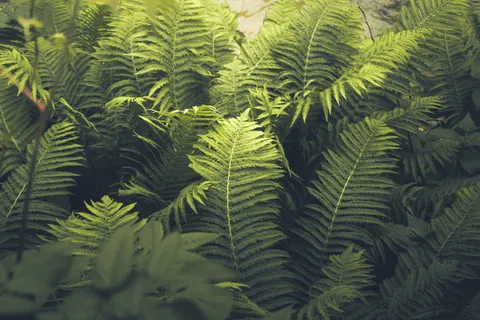 Fern Leaf 4K Wallpaper · flowers · 3840×2560