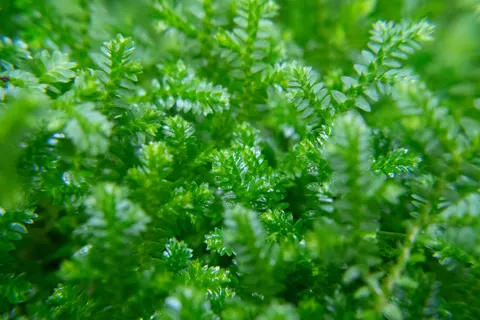 Fern Leaf 4K Wallpaper · flowers · 3840×2560