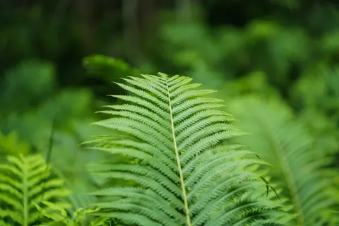 Fern Leaf 4K Wallpaper · flowers · 3840×2560