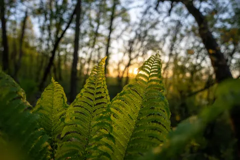 Fern Leaf 4K Wallpaper · flowers · 3840×2560