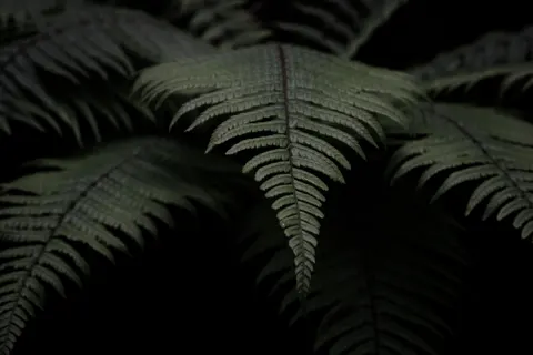Fern Leaf 4K Wallpaper · flowers · 3840×2563