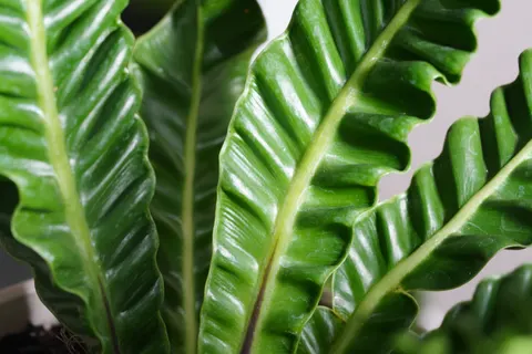Fern Leaf 4K Wallpaper · flowers · 3840×2561