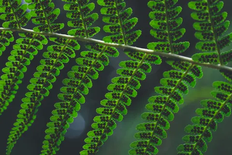 Fern Leaf 4K Wallpaper · flowers · 3840×2560