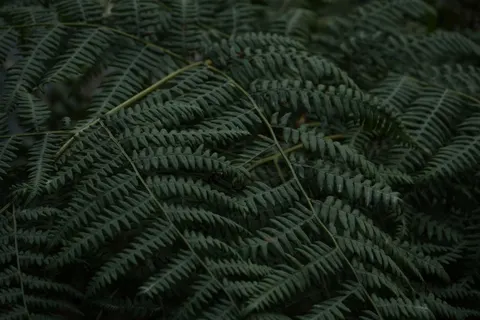 Fern Leaf 4K Wallpaper · flowers · 3840×2560