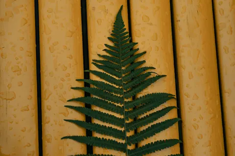 Fern Leaf 4K Wallpaper · flowers · 3840×2560