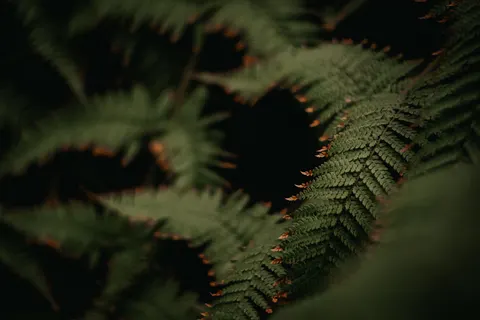 Fern Leaf 4K Wallpaper · flowers · 3840×2560