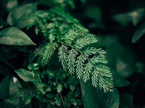 Fern Leaf 4K Wallpaper · flowers · 3840×2878