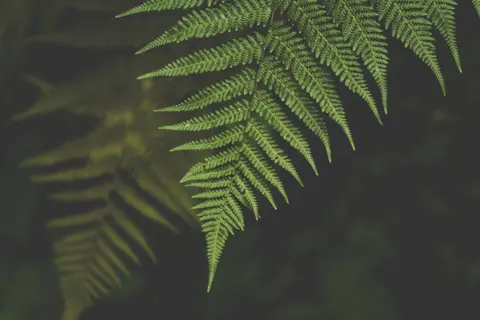 Fern Leaf 4K Wallpaper · flowers · 3840×2560