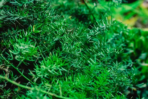 Fern Leaf 4K Wallpaper · flowers · 3840×2563
