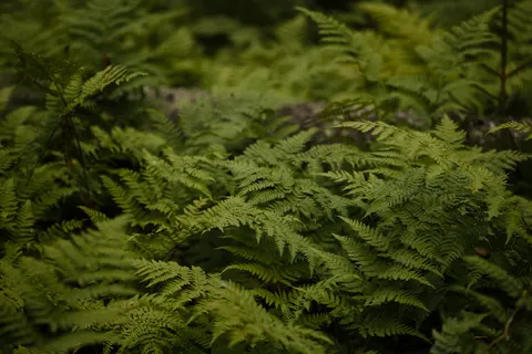 Fern Leaf 4K Wallpaper · flowers · 3840×2560