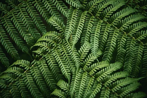 Fern Leaf 4K Wallpaper · flowers · 3840×2560