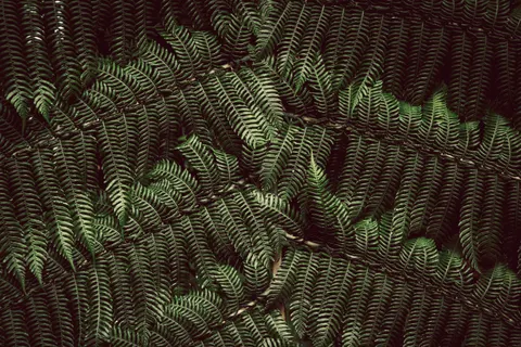 Fern Leaf 4K Wallpaper · flowers · 3840×2560
