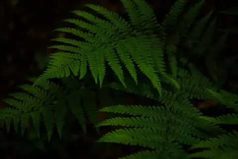 Fern Leaf 4K Wallpaper · flowers · 3840×2560