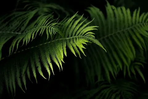 Fern Leaf 4K Wallpaper · flowers · 3840×2560