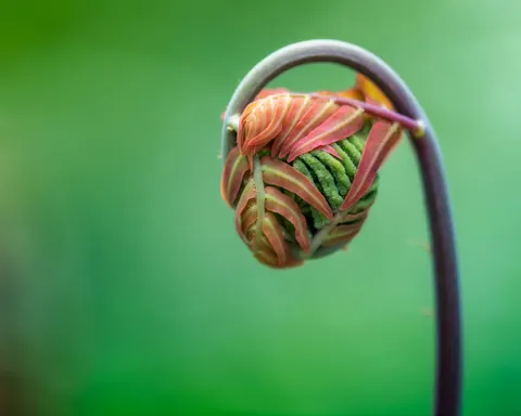 Fern Leaf 4K Wallpaper · flowers · 3840×3072