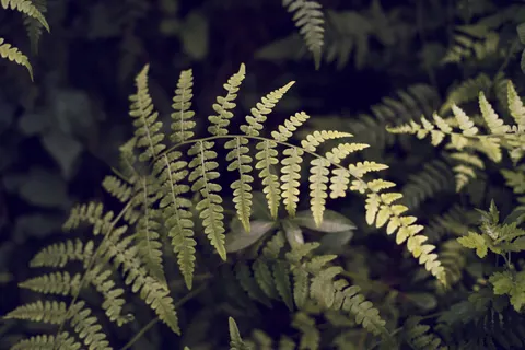 Fern Leaf 4K Wallpaper · flowers · 3840×2560