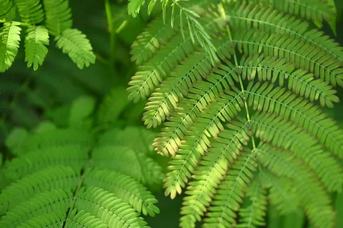 Fern Leaf 4K Wallpaper · flowers · 3840×2560