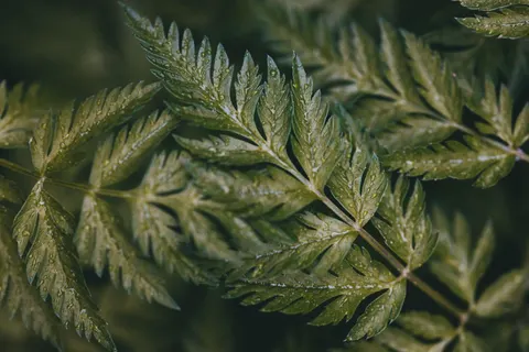 Fern Leaf 4K Wallpaper · flowers · 3840×2560