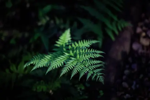 Hình nền Lá dương xỉ 4K · flowers · 3840×2561