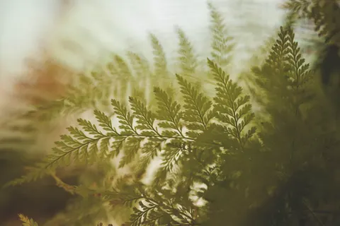 Fern Leaf 4K Wallpaper · flowers · 3840×2560