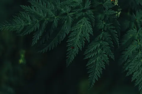 Fern Leaf 4K Wallpaper · flowers · 3840×2553