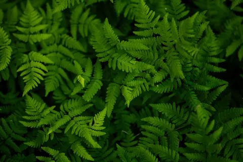 Fern Leaf 4K Wallpaper · flowers · 3840×2560