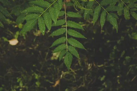 Fern Leaf 4K Wallpaper · flowers · 3840×2553